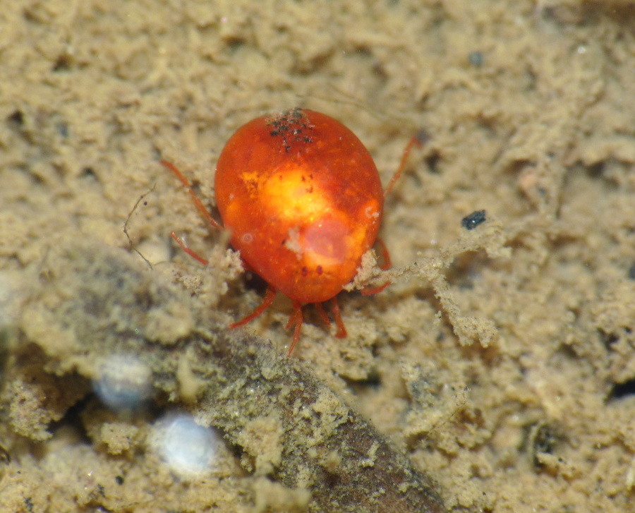 Ostracoda